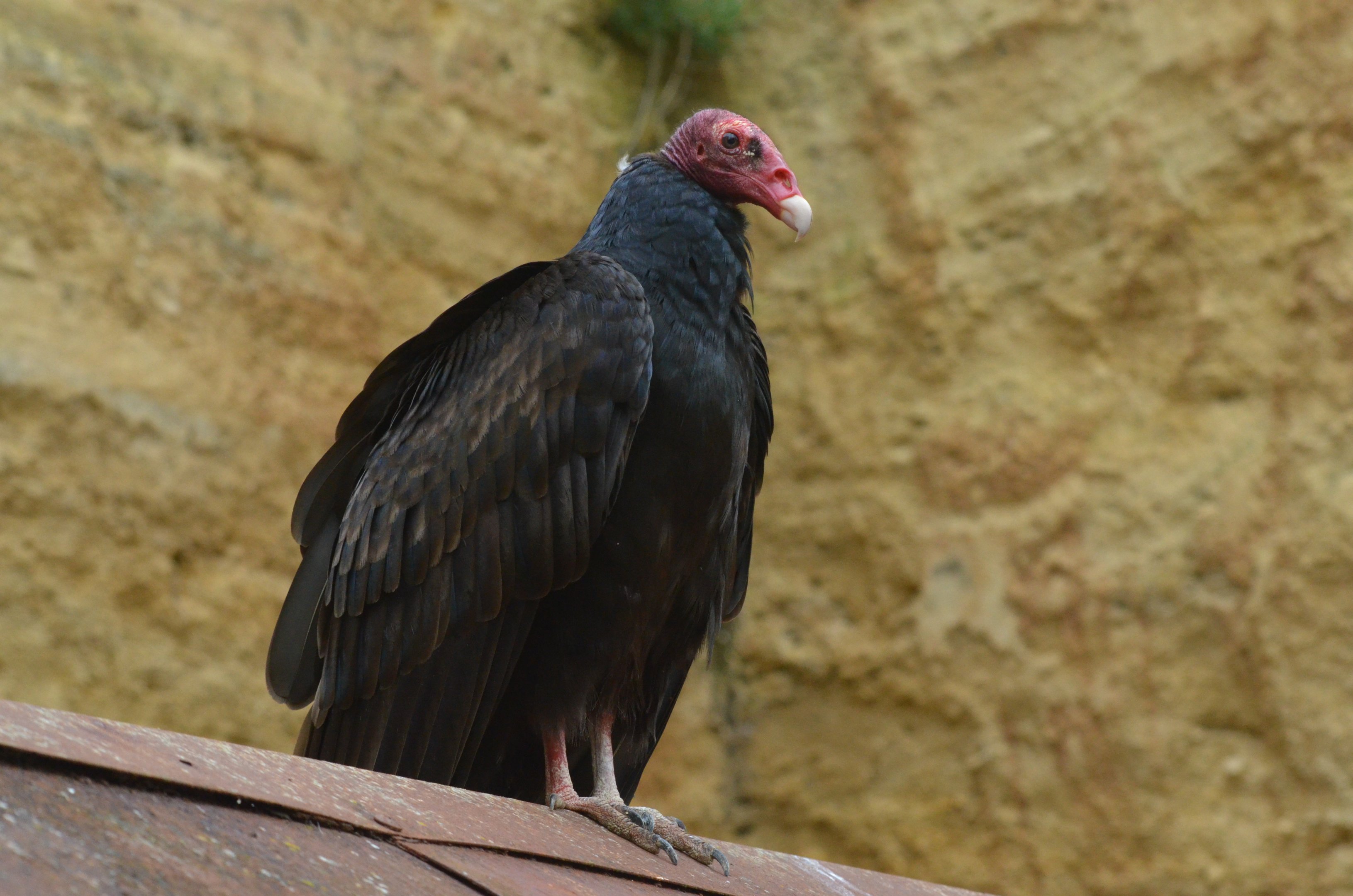 Turkey Vulture at Doué-la-Fontaine, 15/06/18