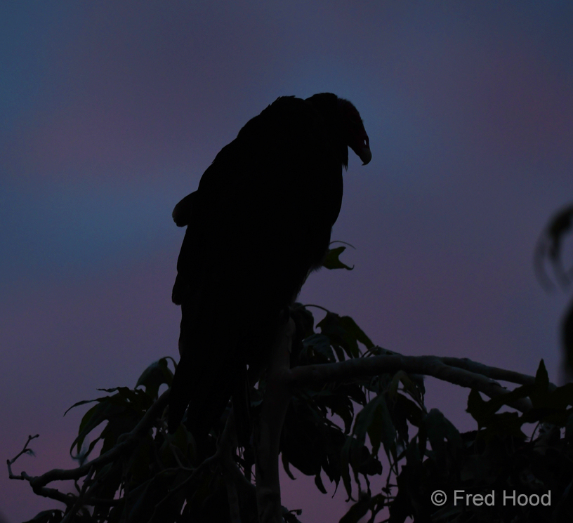 turkey vulture at dusk