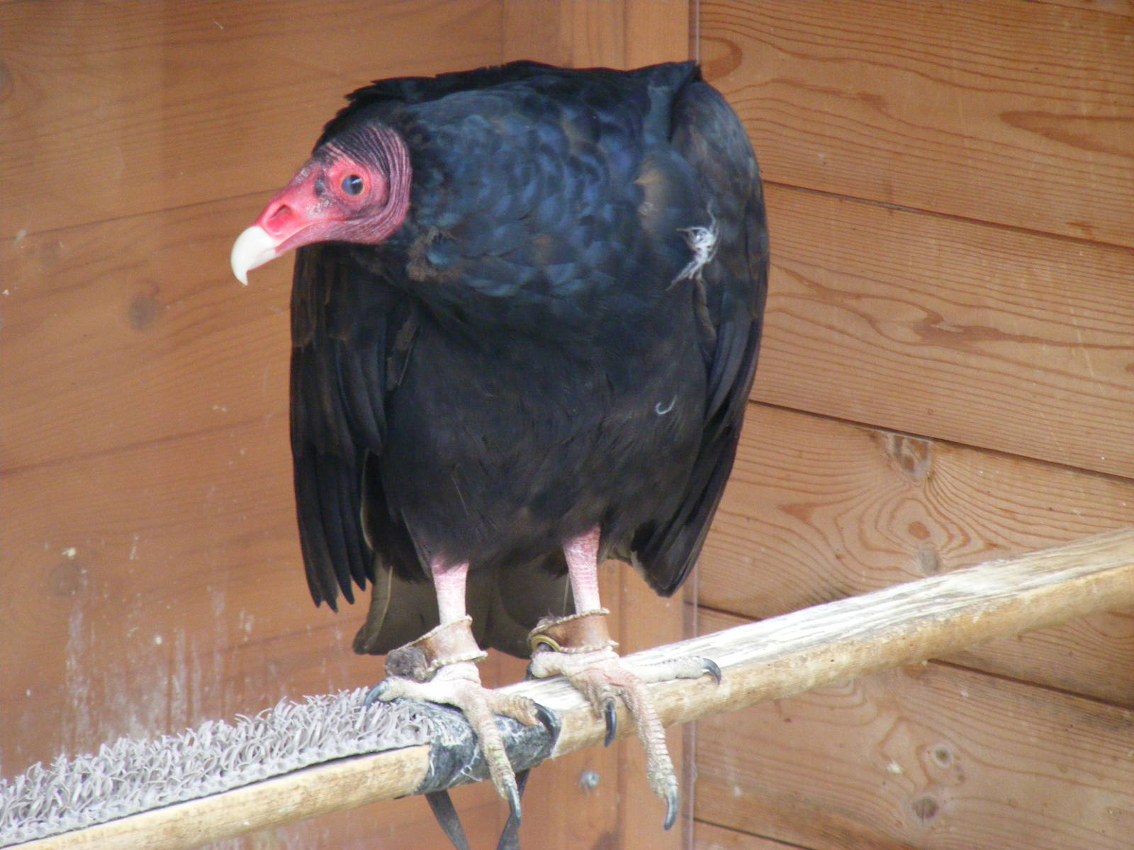 Turkey vulture at Wickid Pets - Animal Adventure, 29 April 2011