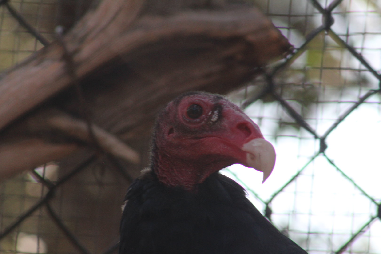 Turkey vulture | August 19, 2023