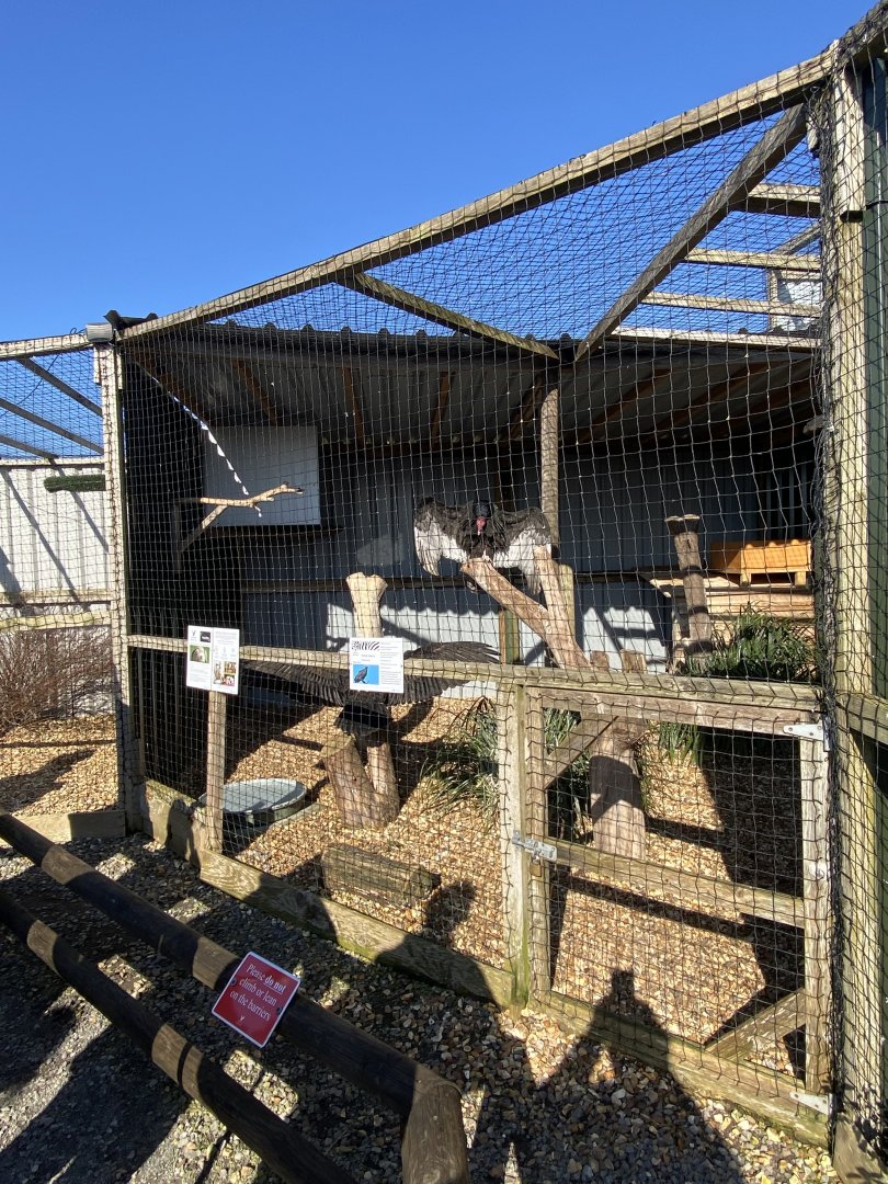 Turkey vulture aviary 020325