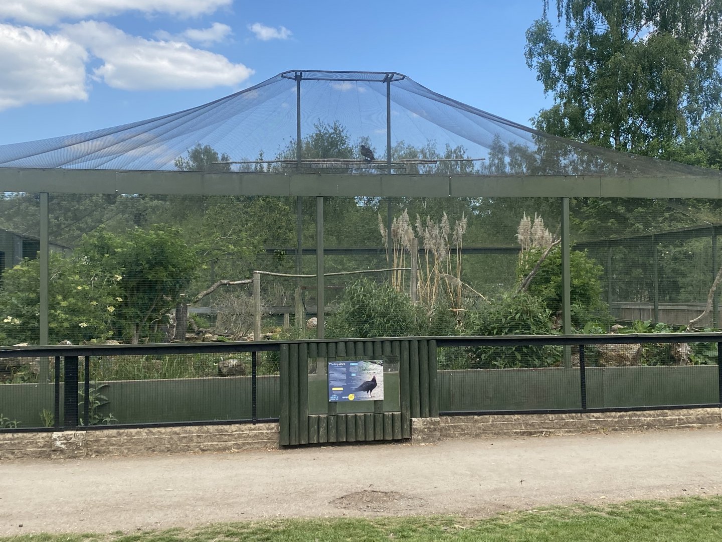 Turkey vulture aviary 090525