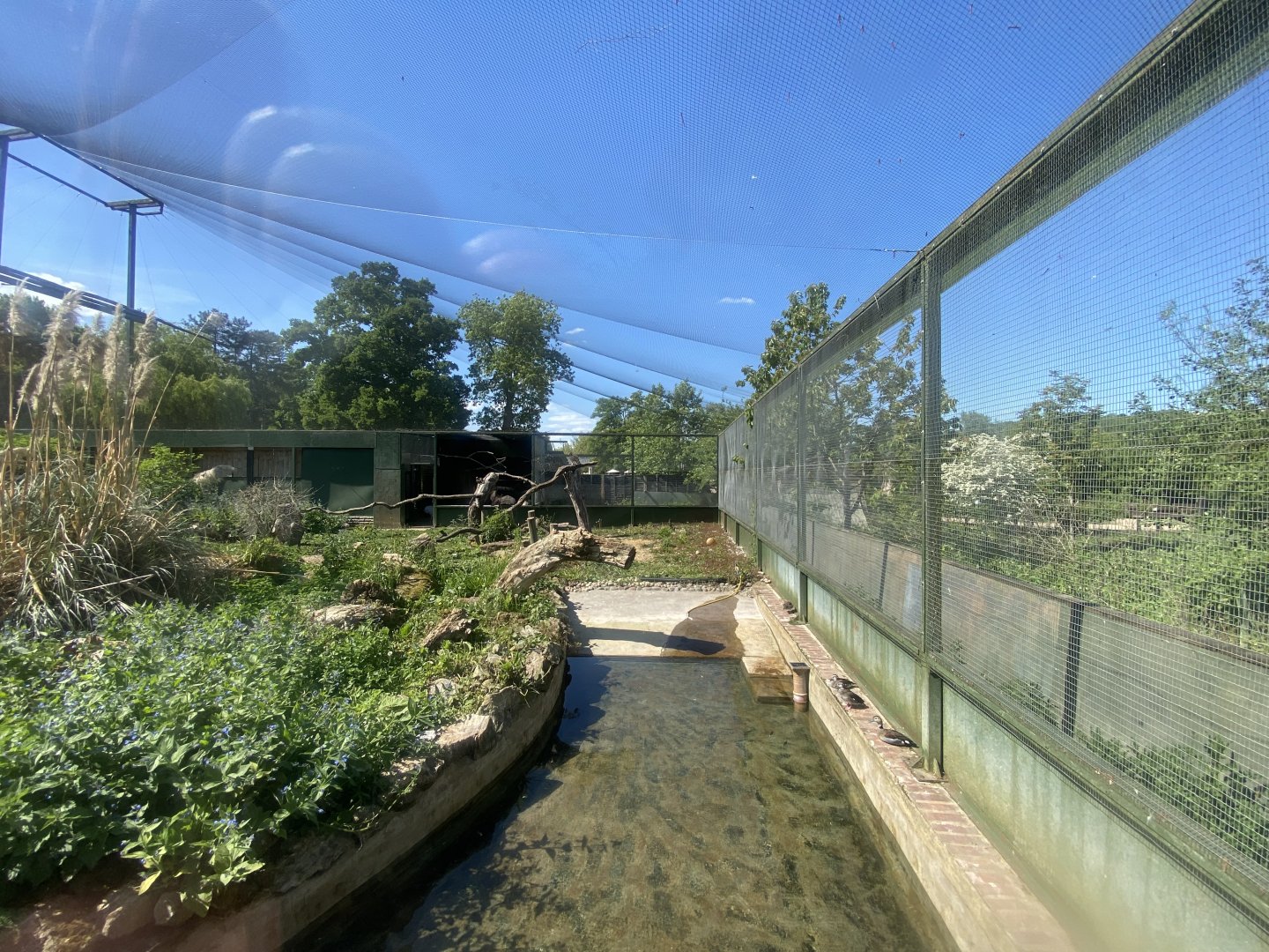 Turkey vulture aviary 090525