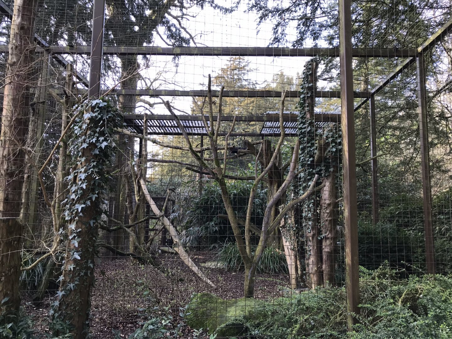 Turkey vulture aviary 250318