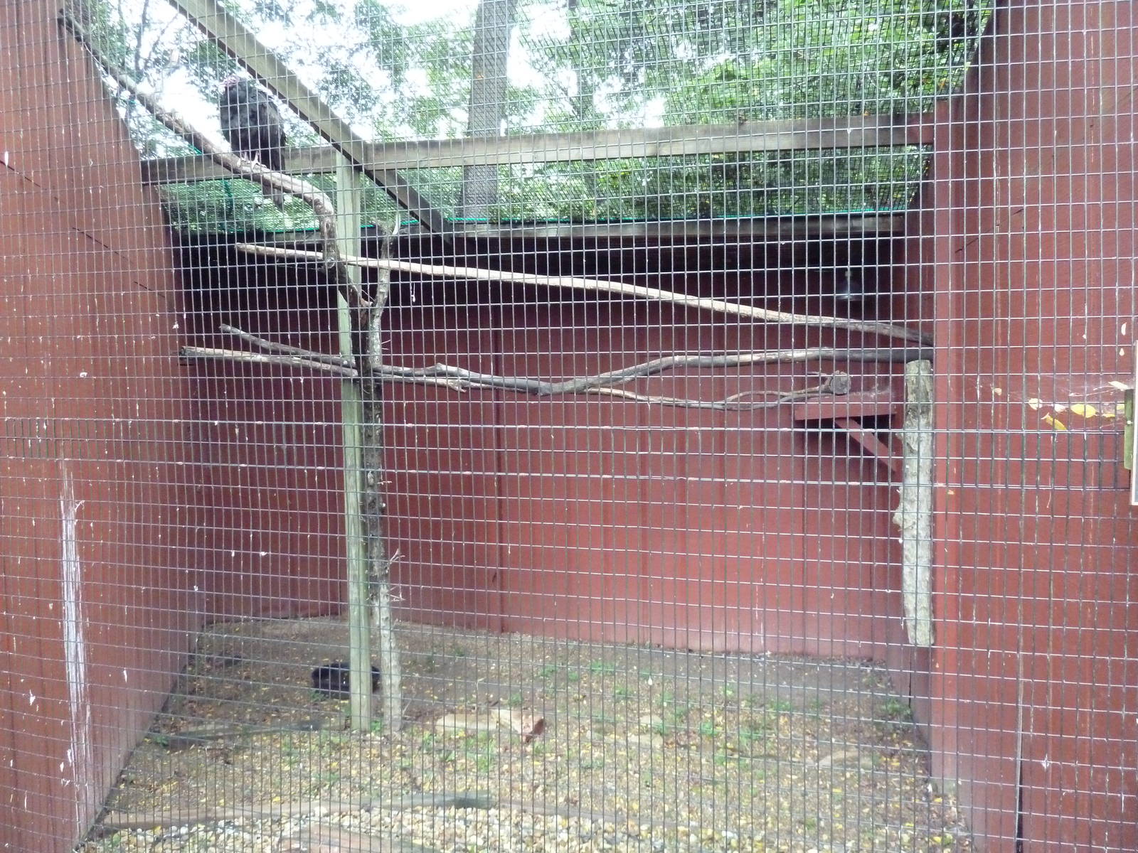 Turkey Vulture Aviary