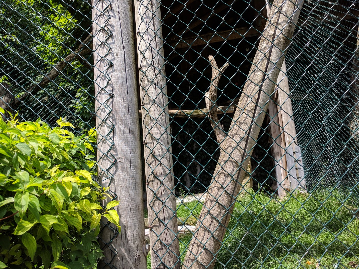Turkey Vulture Aviary