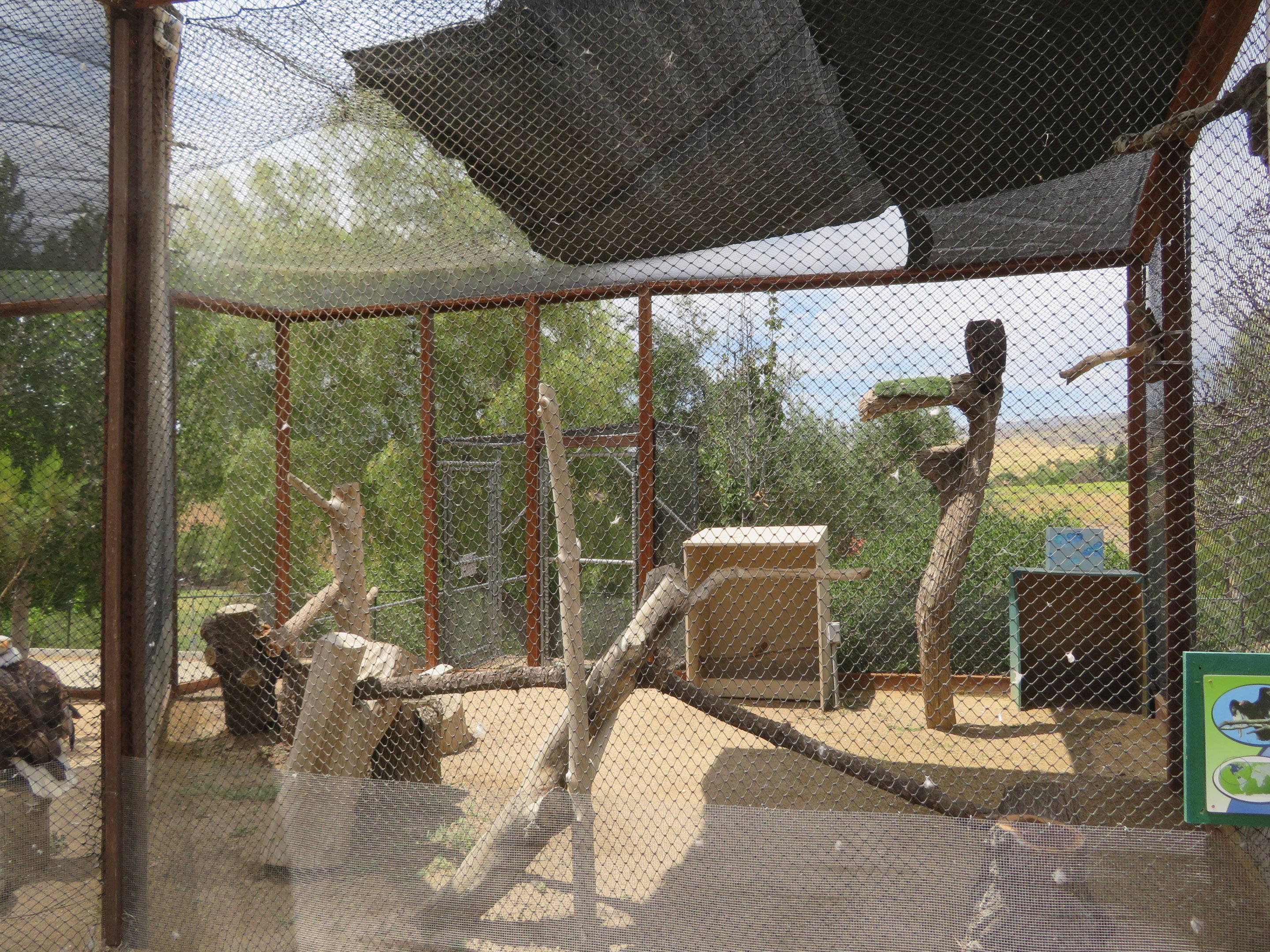 Turkey Vulture Aviary