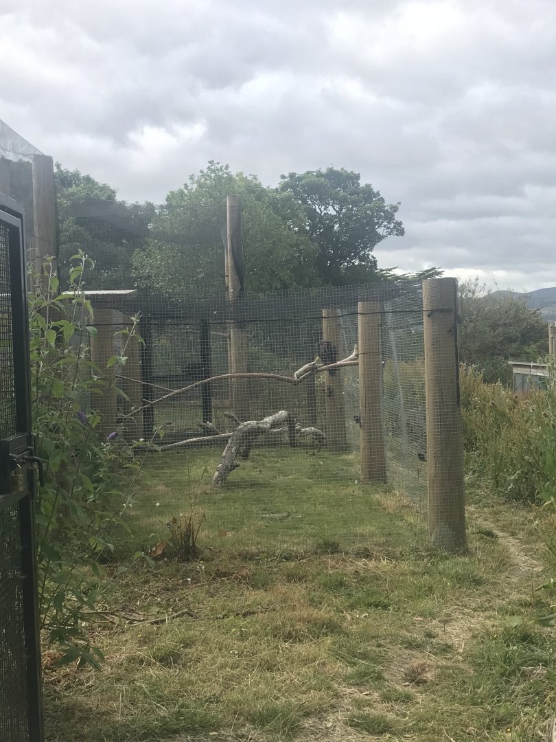 Turkey vulture aviary