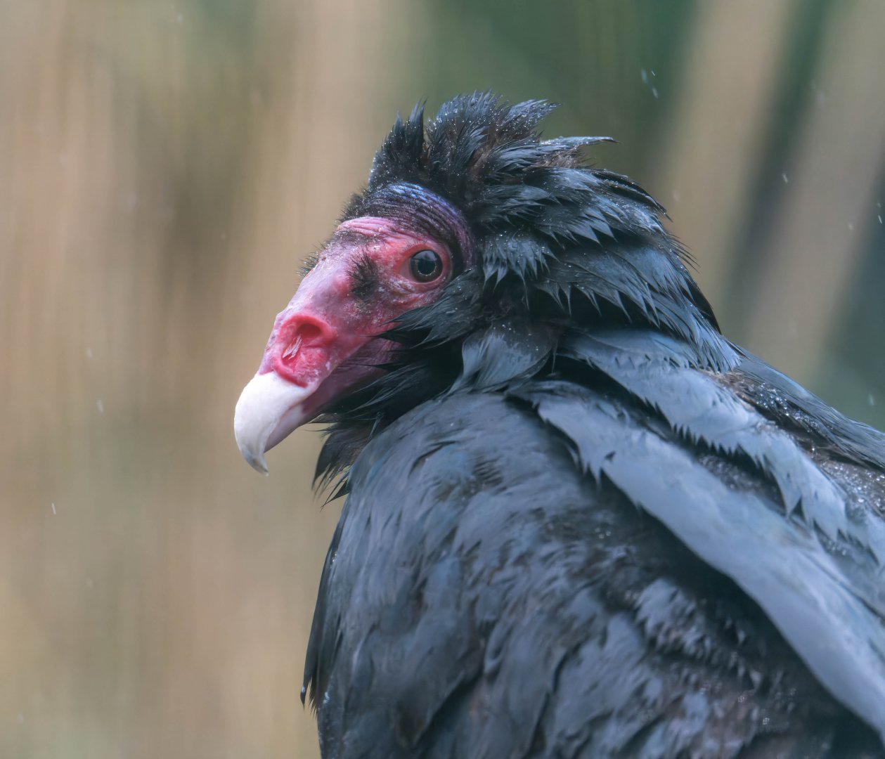 Turkey vulture, Beale Park, UK
