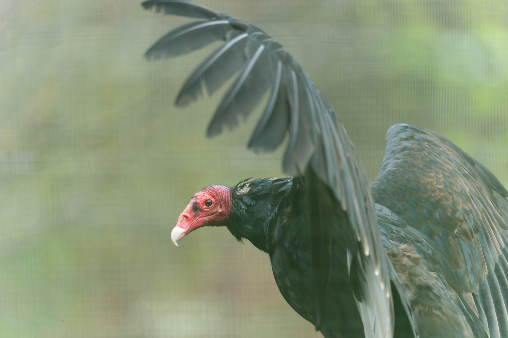 Turkey vulture, Beale Park, UK