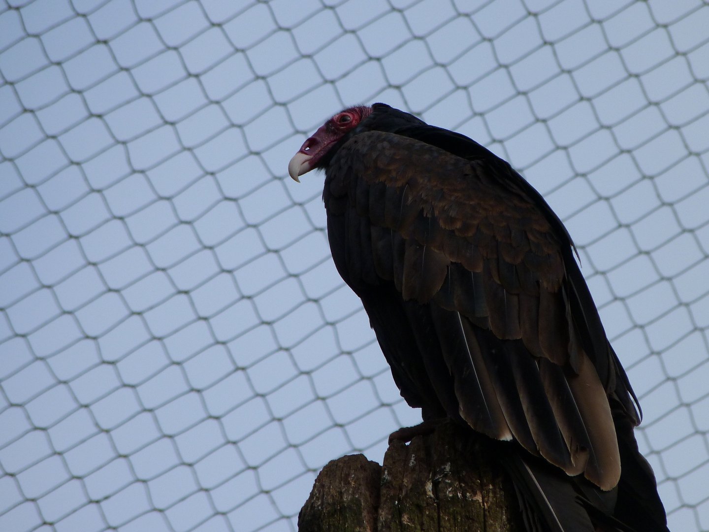 Turkey vulture -Bioparc de Doué la Fontaine (2025)