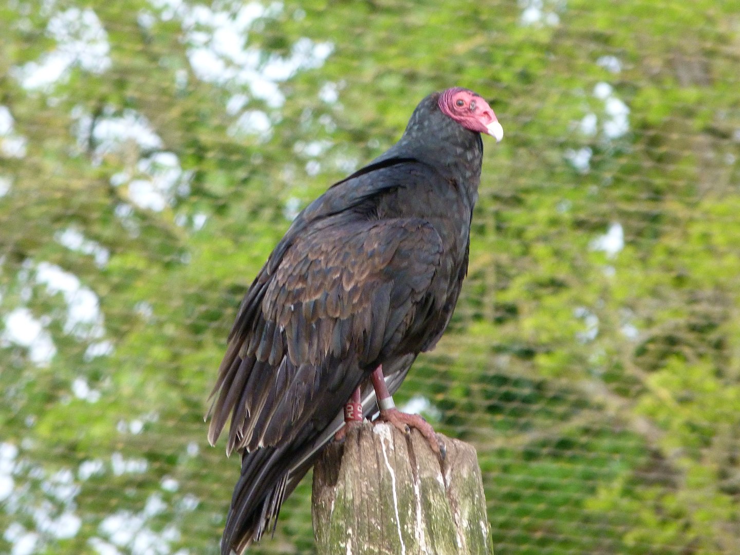 Turkey vulture -Bioparc de Doué la Fontaine (2025)