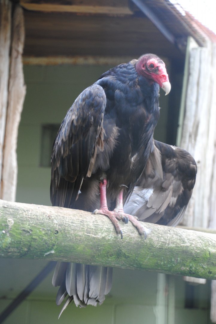 Turkey Vulture (birds of prey section)
