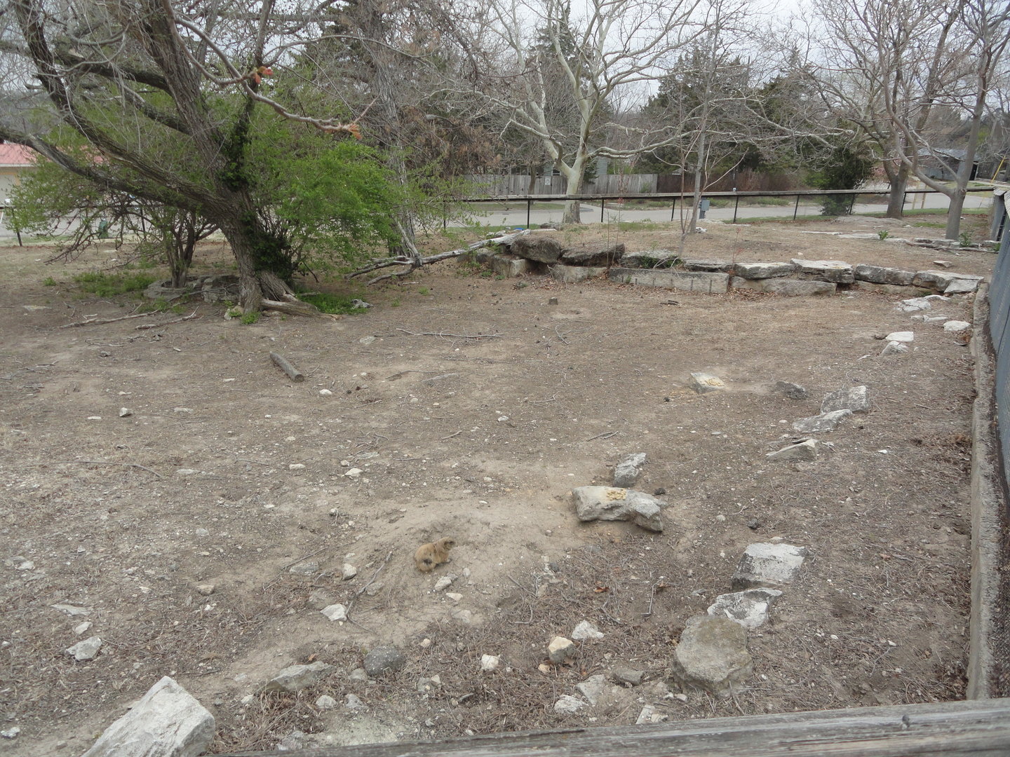 Turkey Vulture, Black-tailed Prairie Dog, Ornate Box Turtle Exhibit