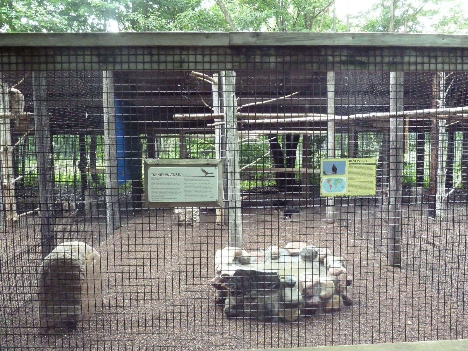 Turkey Vulture/Black Vulture Exhibit