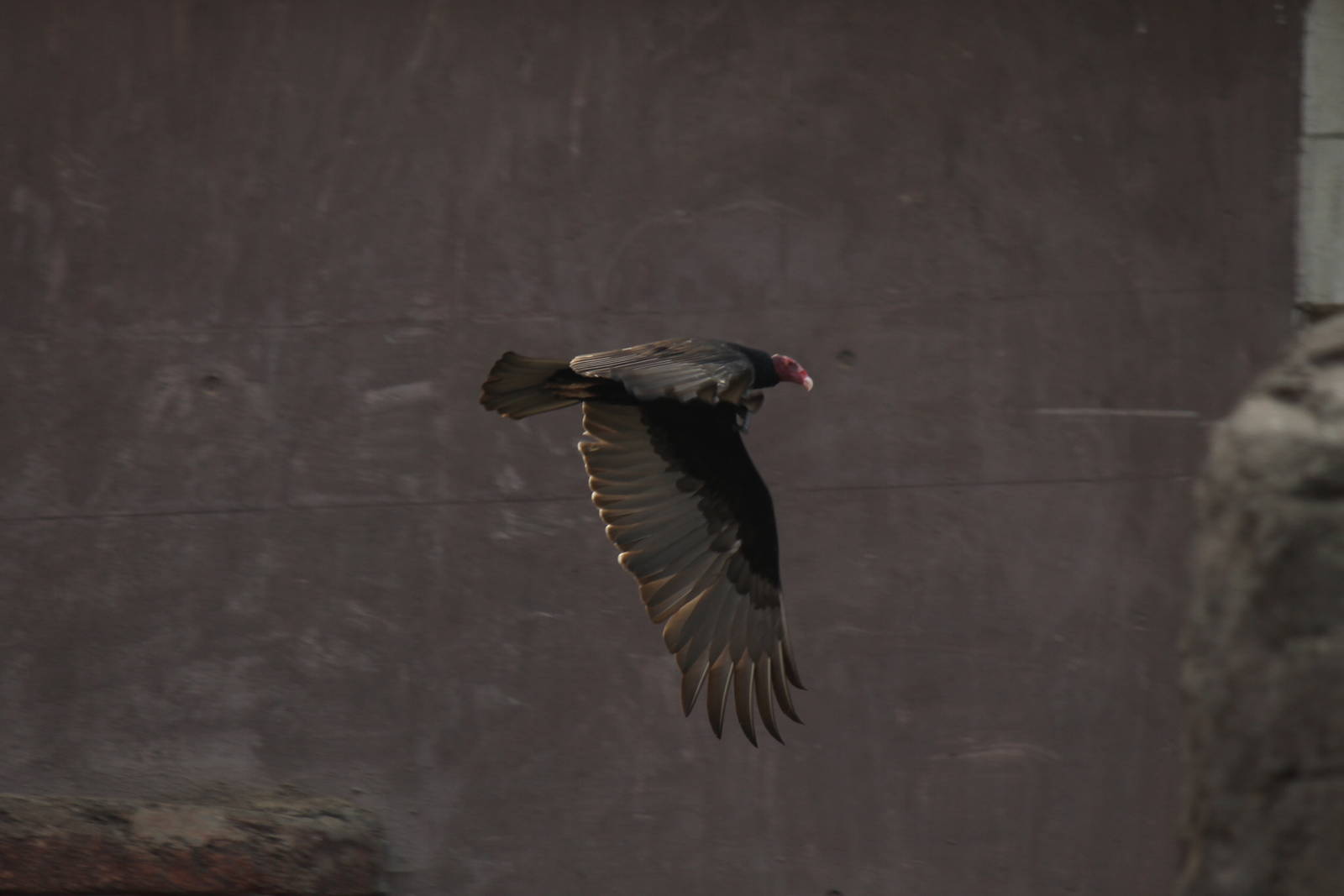 Turkey vulture, Burgers' Desert
