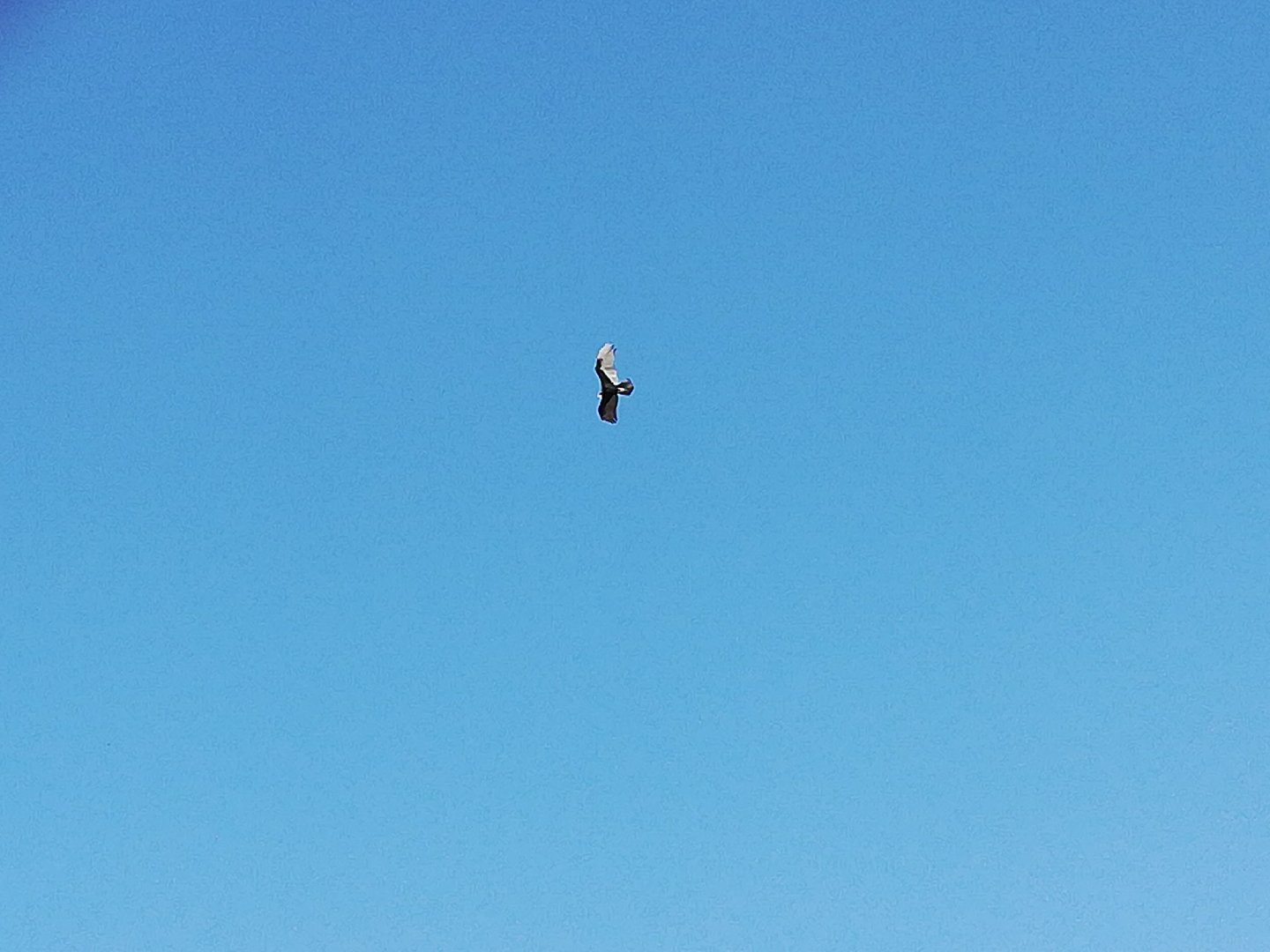 Turkey Vulture by my house!!