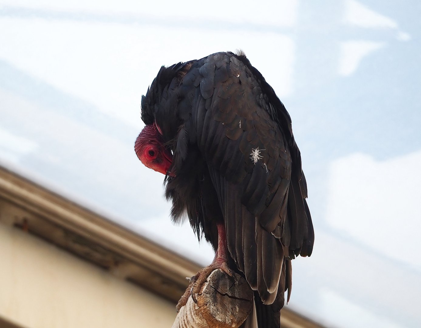 Turkey vulture (Cathartes aura), 2023-10-07