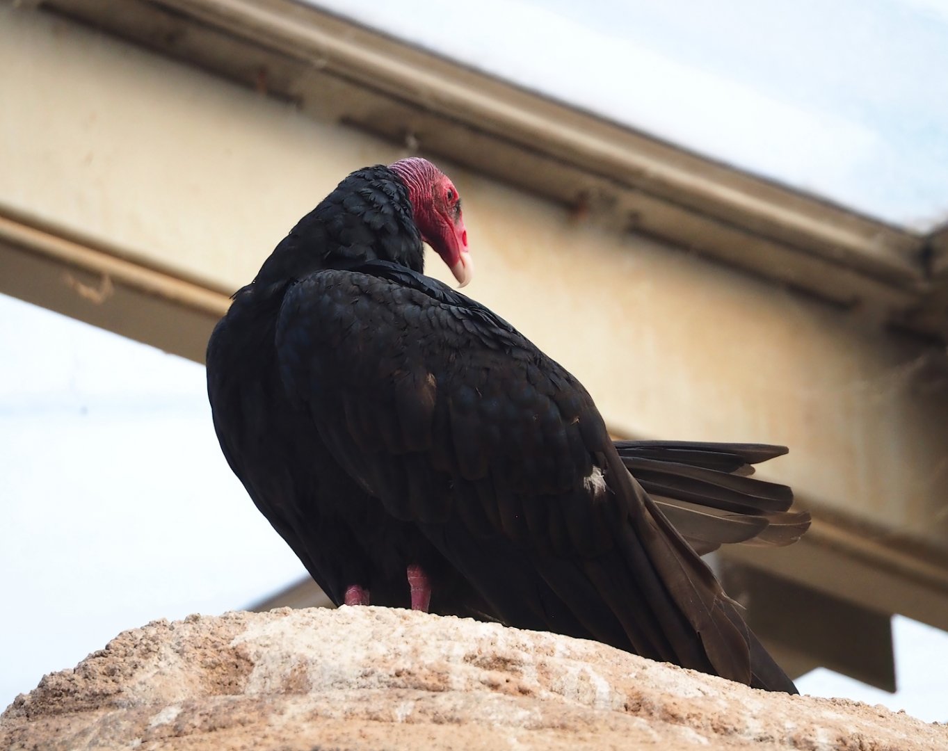 Turkey vulture (Cathartes aura), 2023-10-07