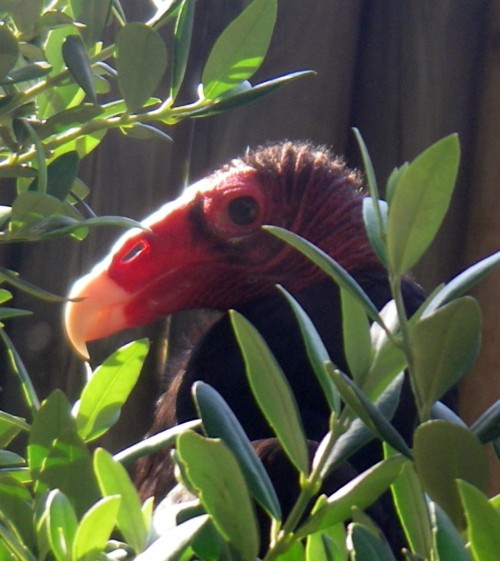 Turkey Vulture (Cathartes aura)