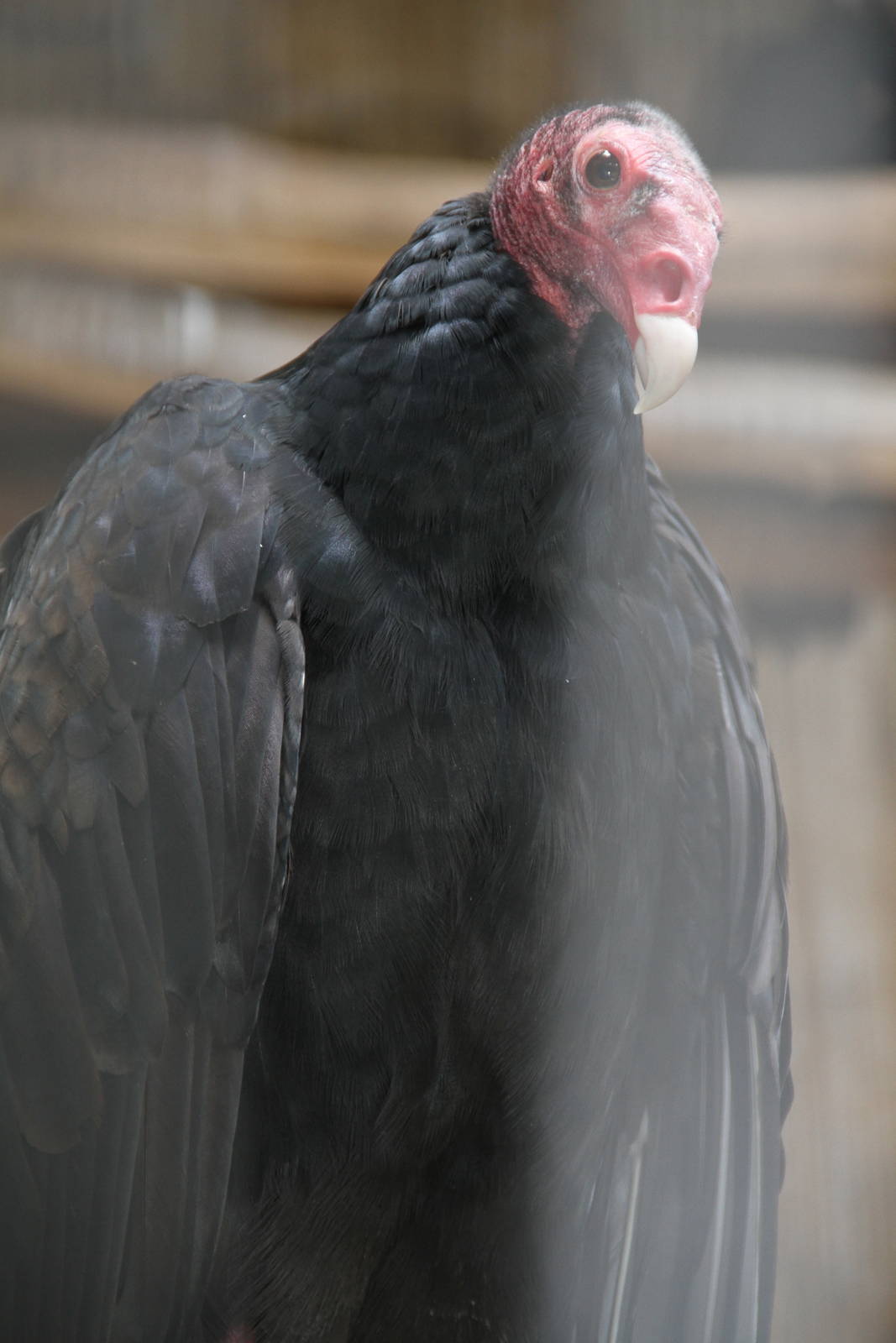 Turkey Vulture (Cathartes aura)