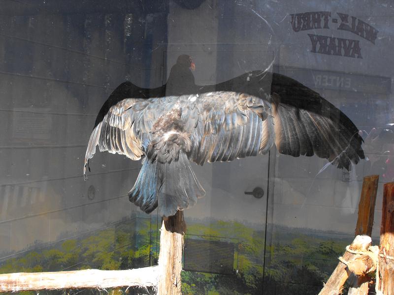 Turkey Vulture (Cathartes aura)