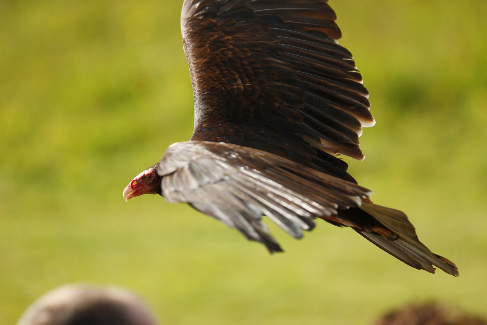 Turkey vulture (Cathartes aura)