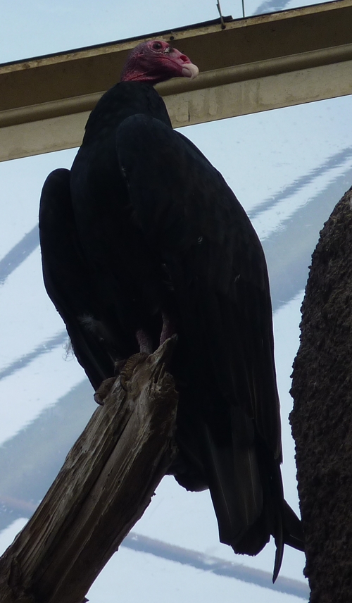 Turkey vulture (Cathartes aura)
