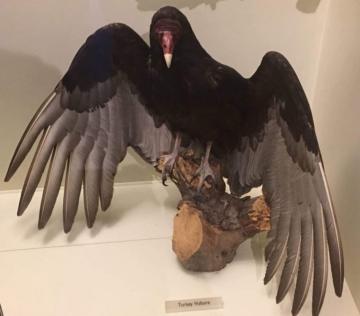 Turkey vulture (Cathartes aura)