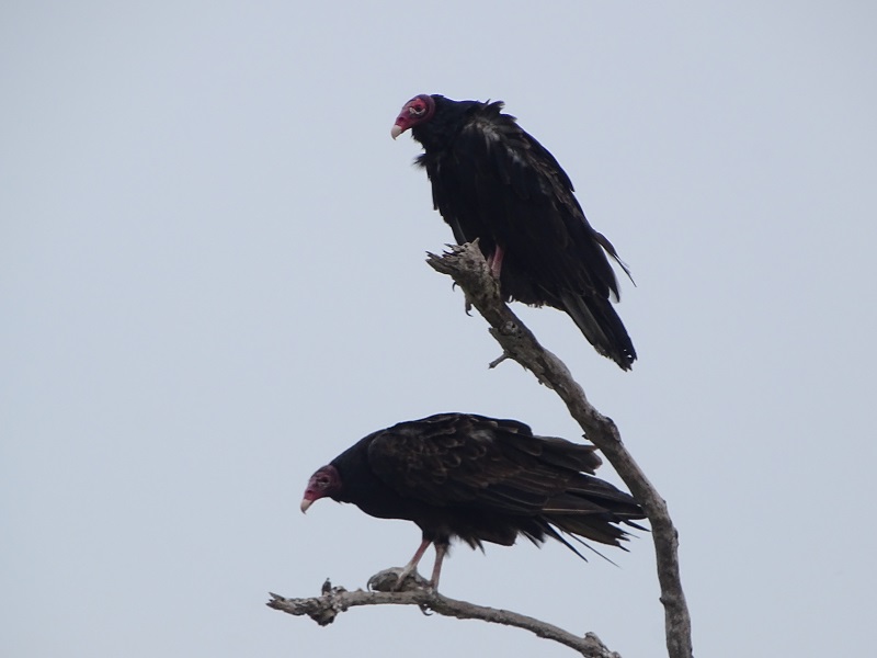 Turkey vulture (Cathartes aura)
