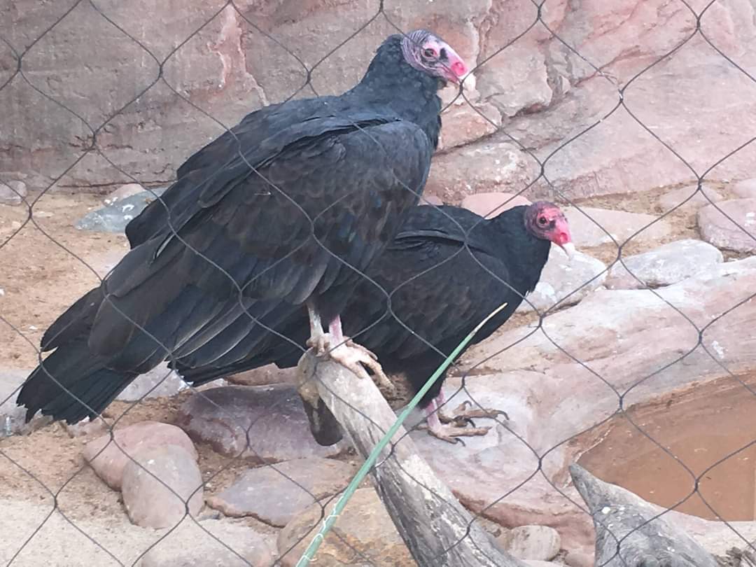 Turkey vulture (Cathartes aura)