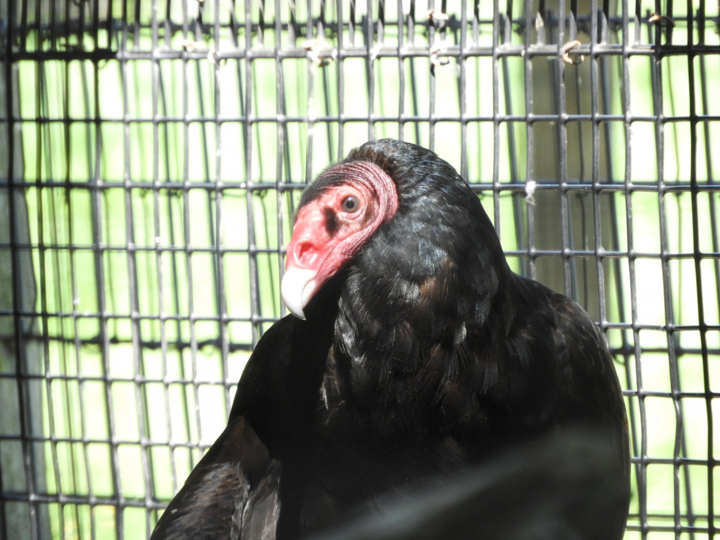Turkey Vulture (Cathartes aura)