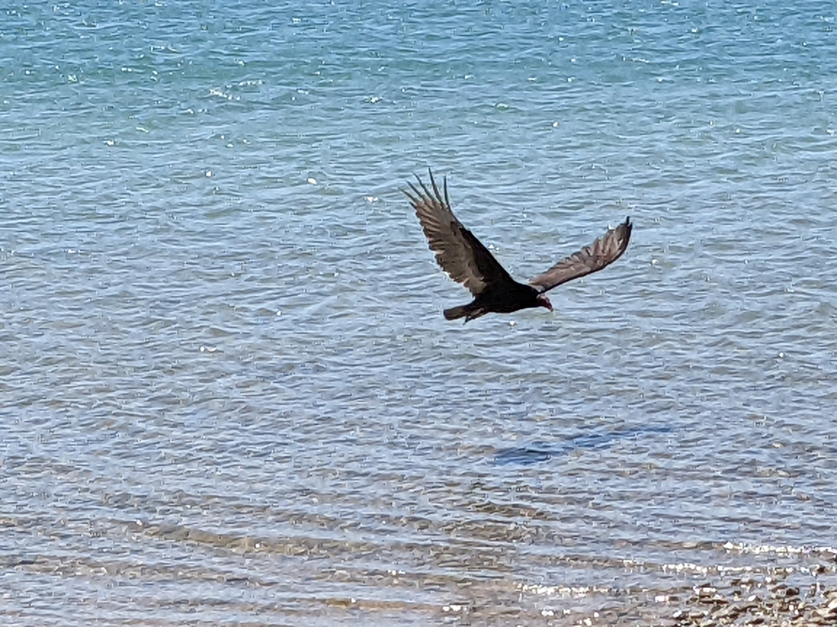 Turkey vulture (Cathartes aura)