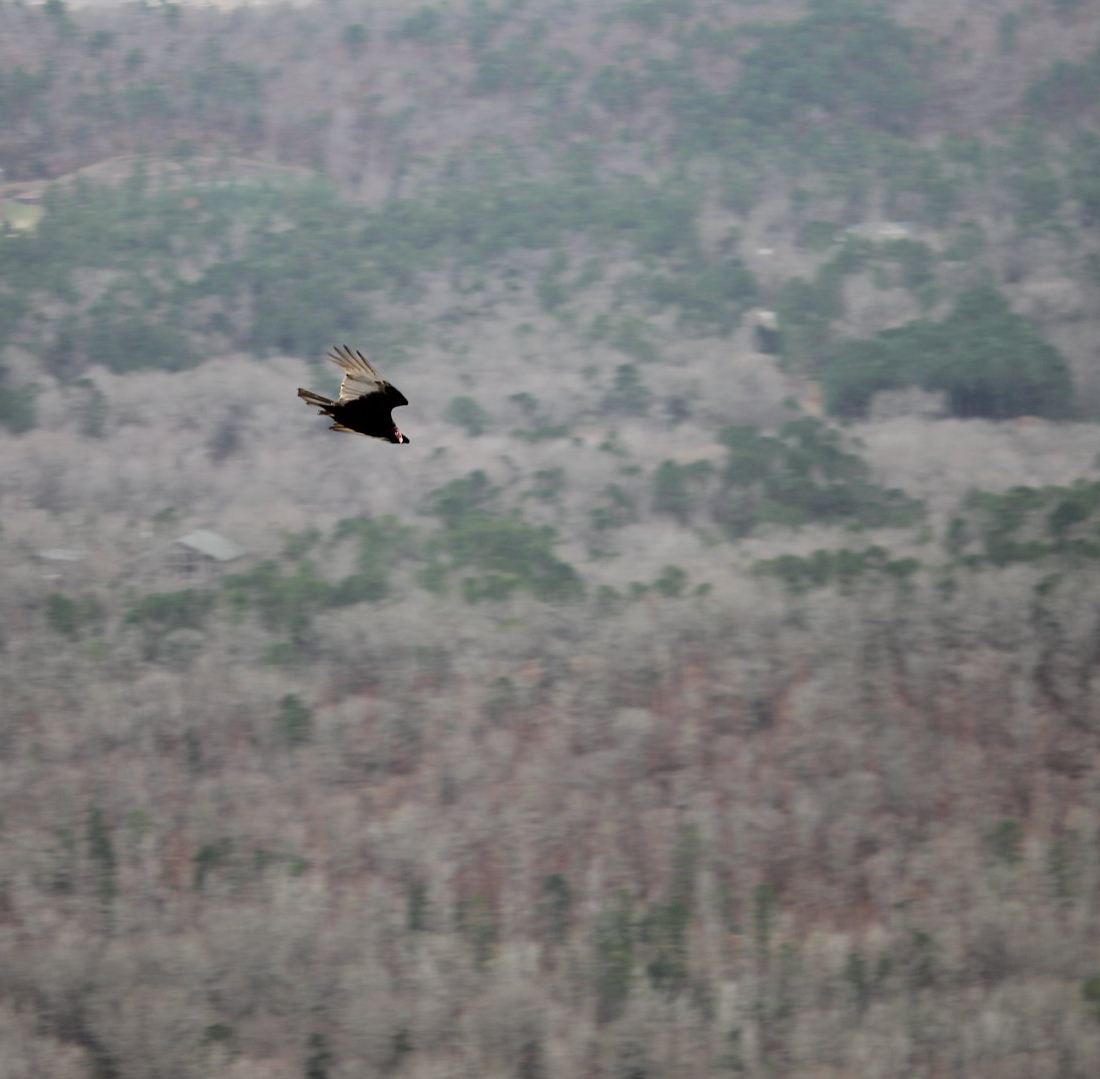 Turkey Vulture (Cathartes aura)