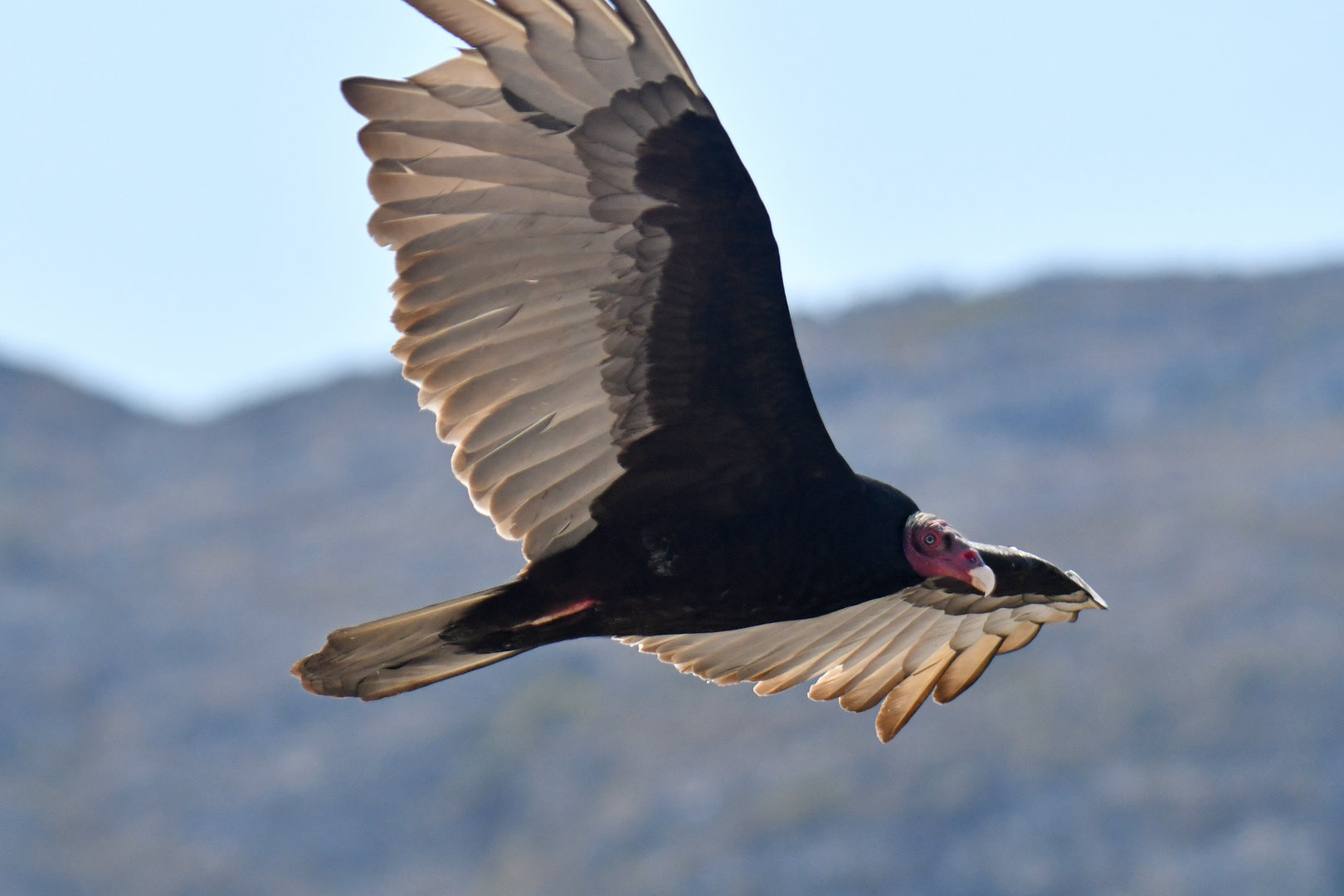 Turkey Vulture Cathartes aura