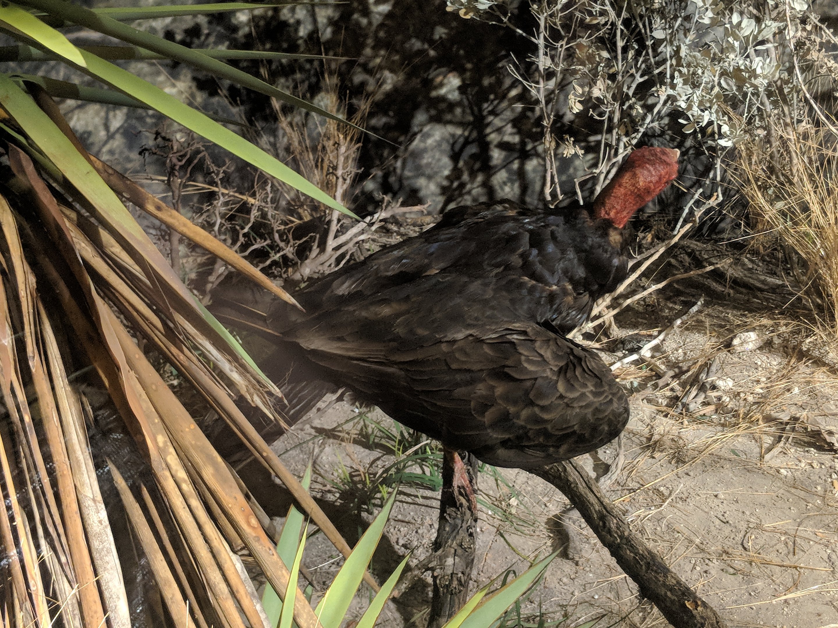 Turkey vulture (Cathartes aura)