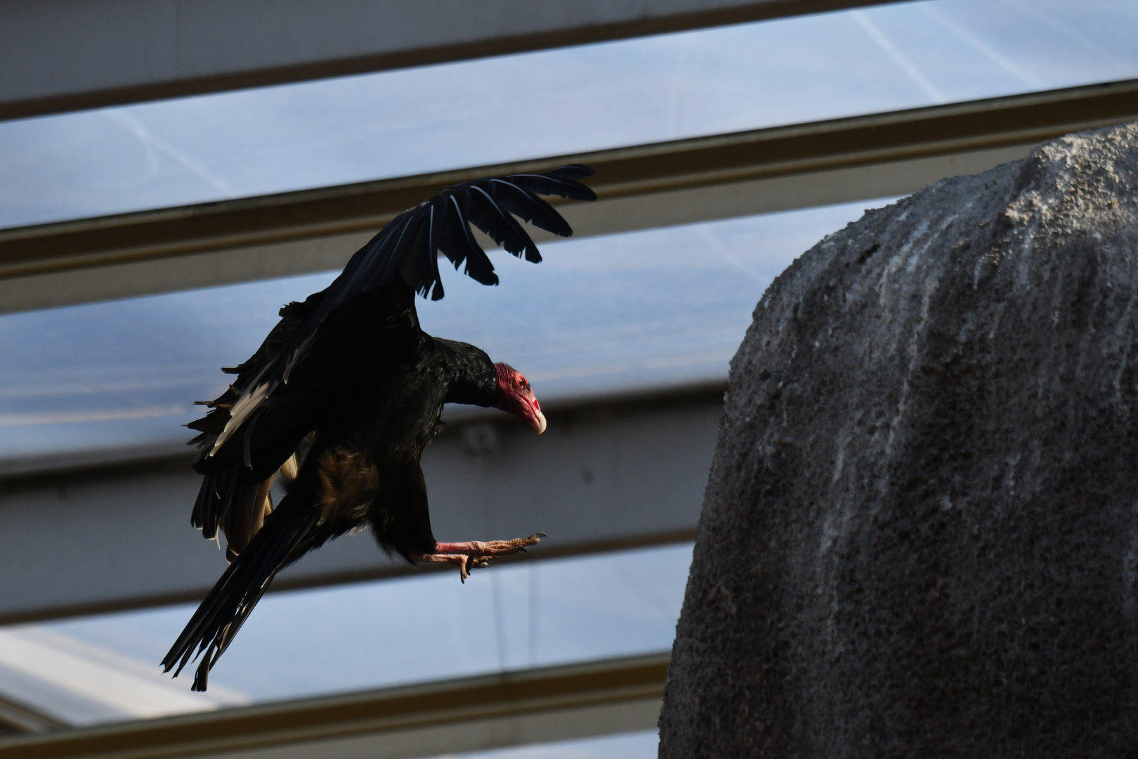Turkey Vulture Cathartes aura