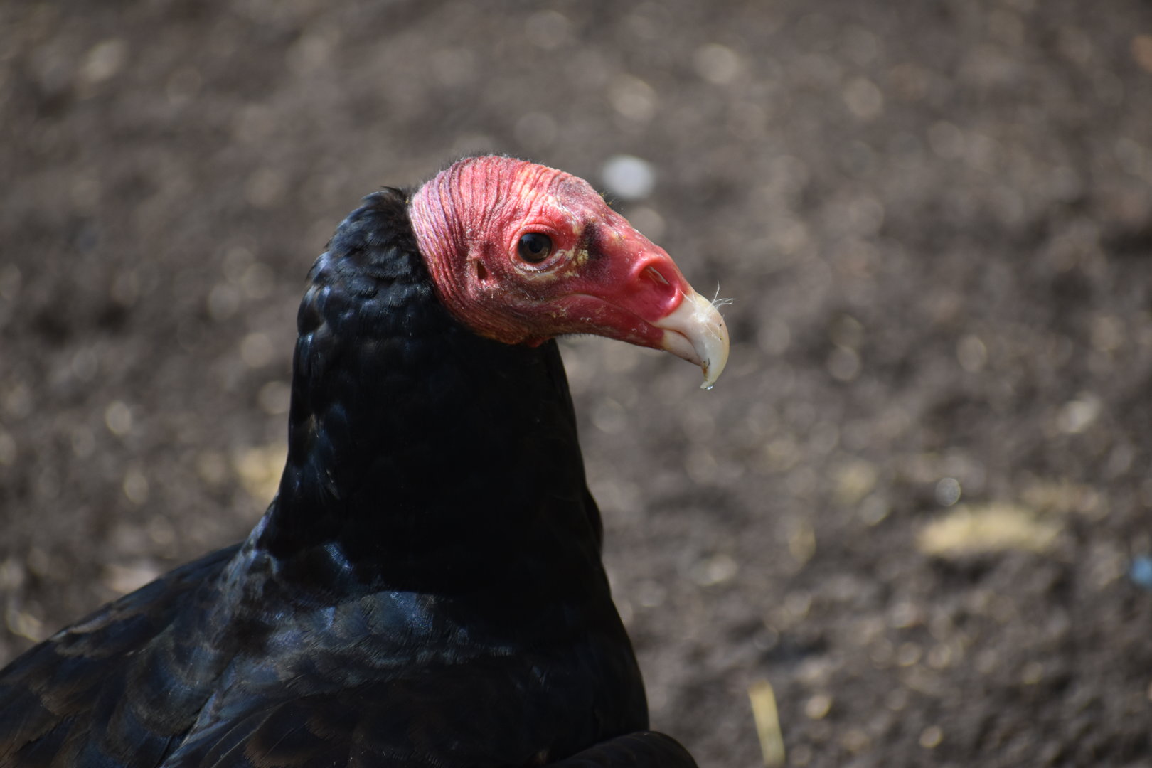 Turkey Vulture - Cathartes aura