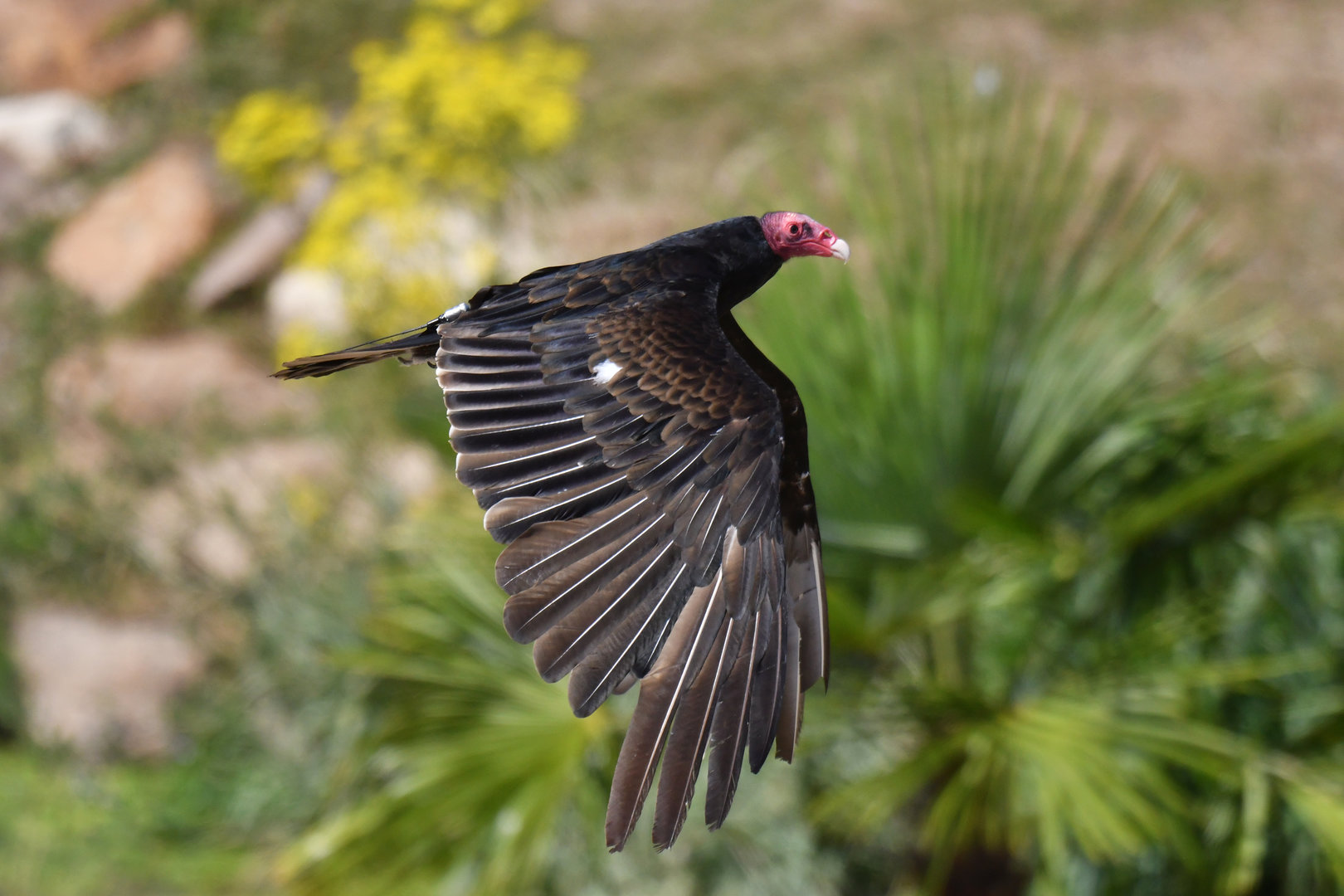 Turkey Vulture Cathartes aura