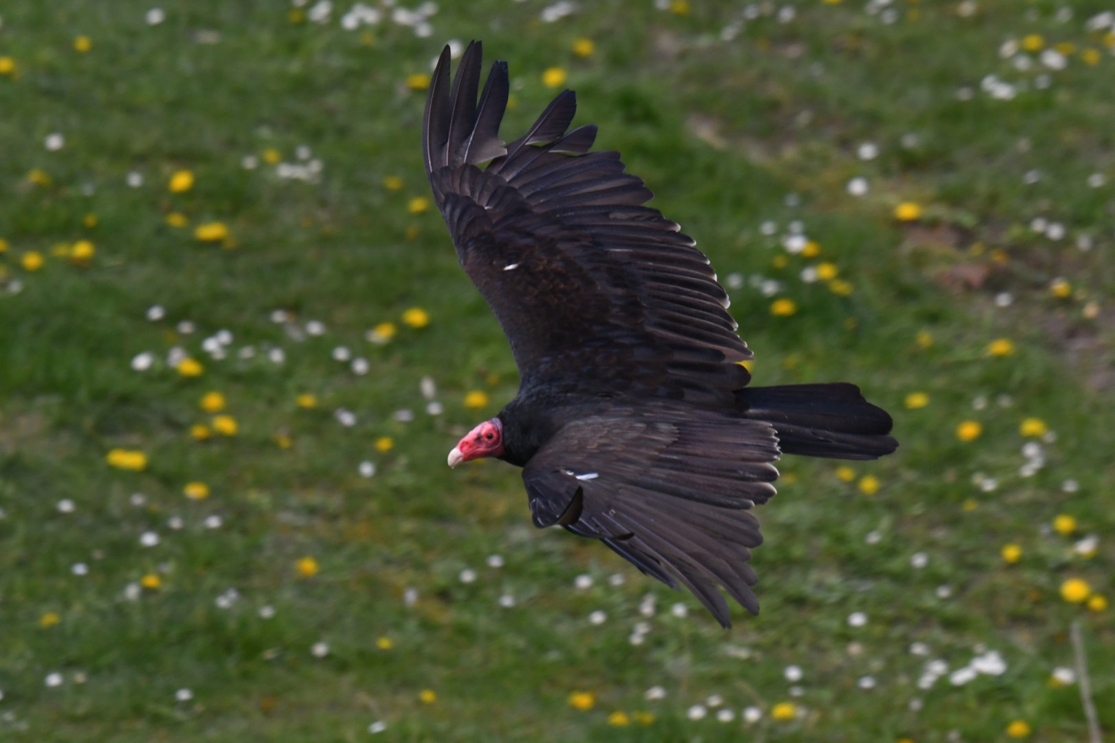 Turkey Vulture Cathartes aura