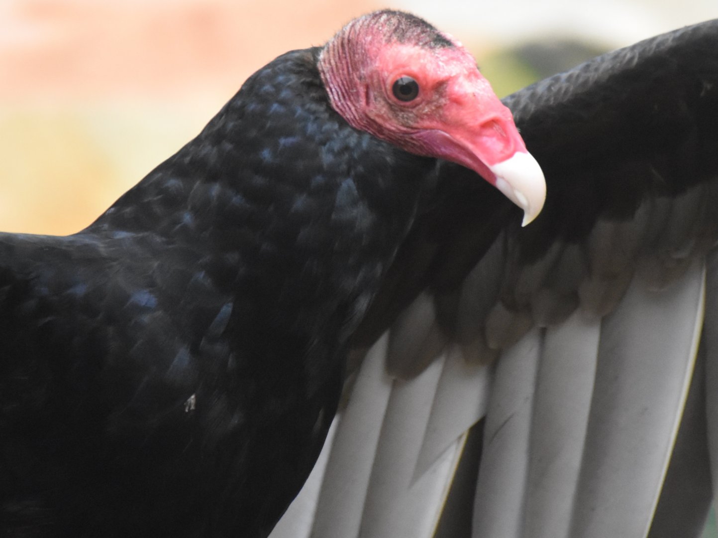 Turkey Vulture (Cathartes aura)