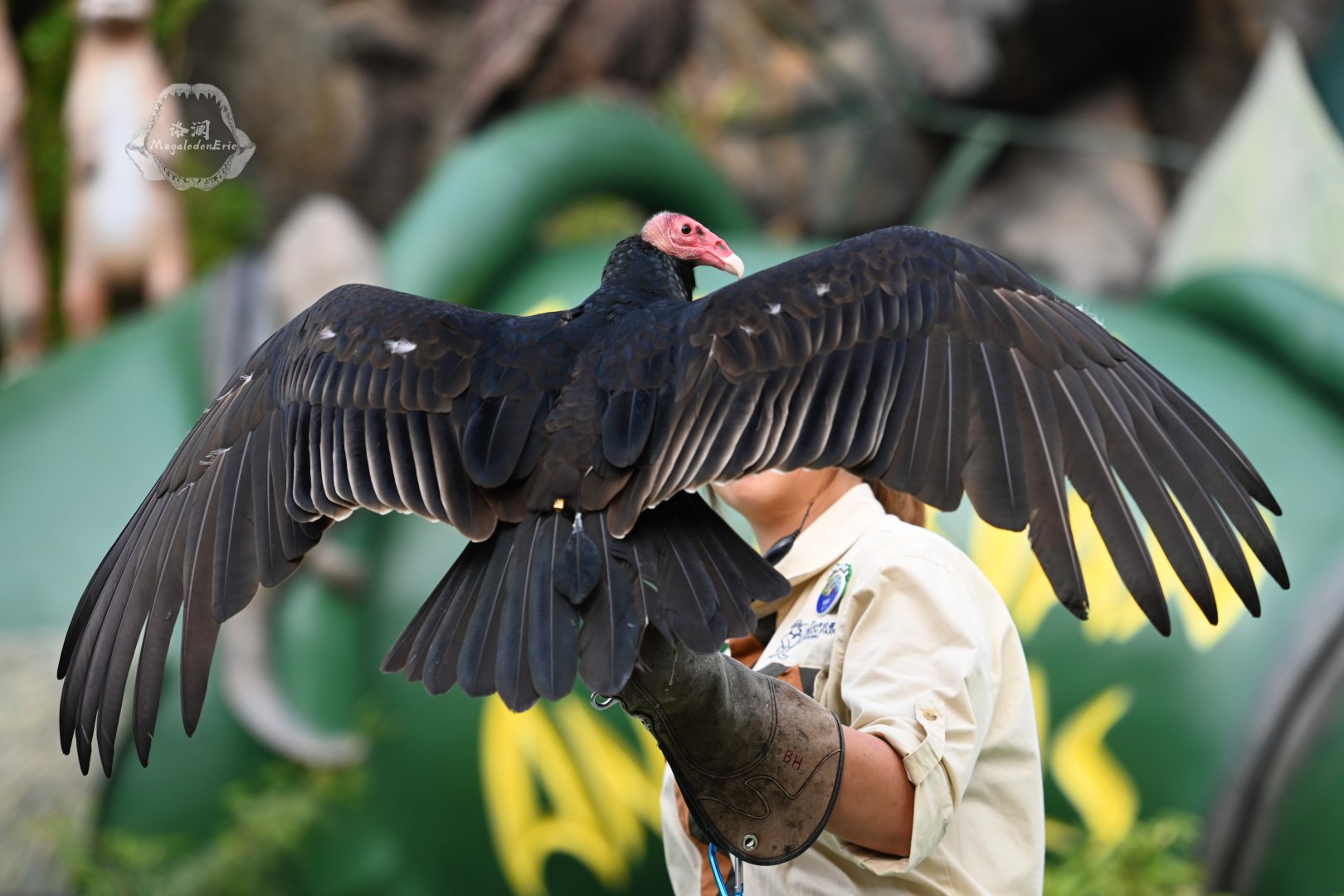 Turkey vulture (Cathartes aura)