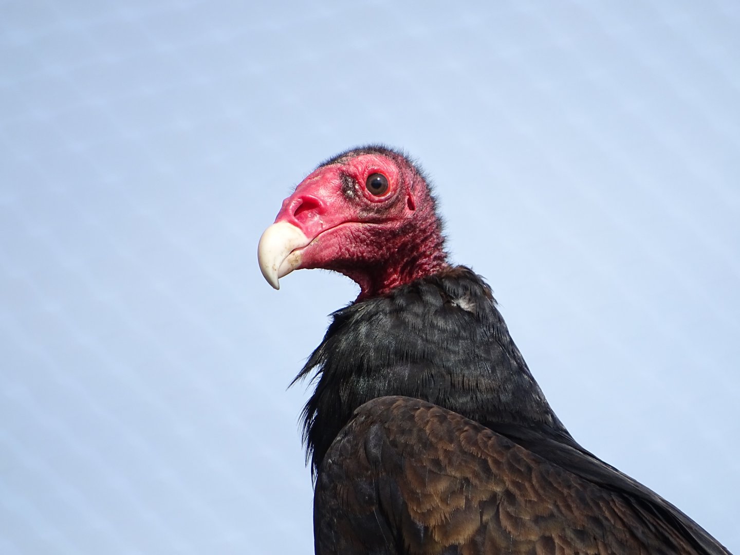 Turkey vulture (Cathartes aura)