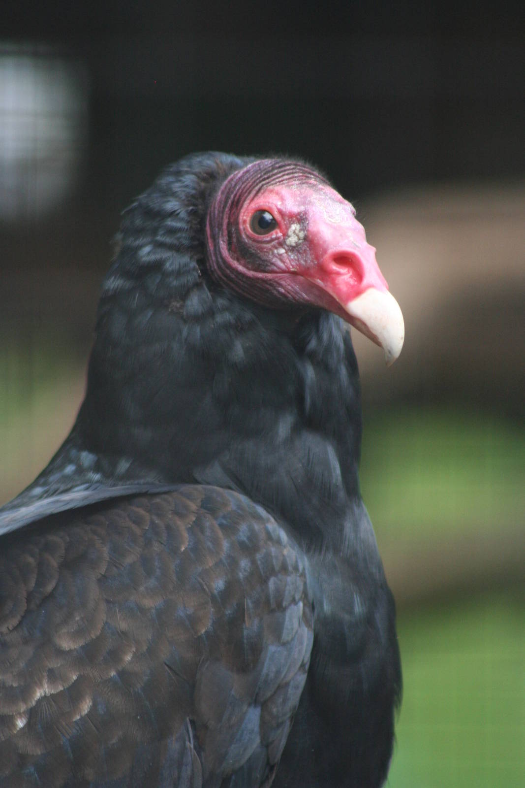 Turkey Vulture @ Cotswold Falconry; 24.10.2014