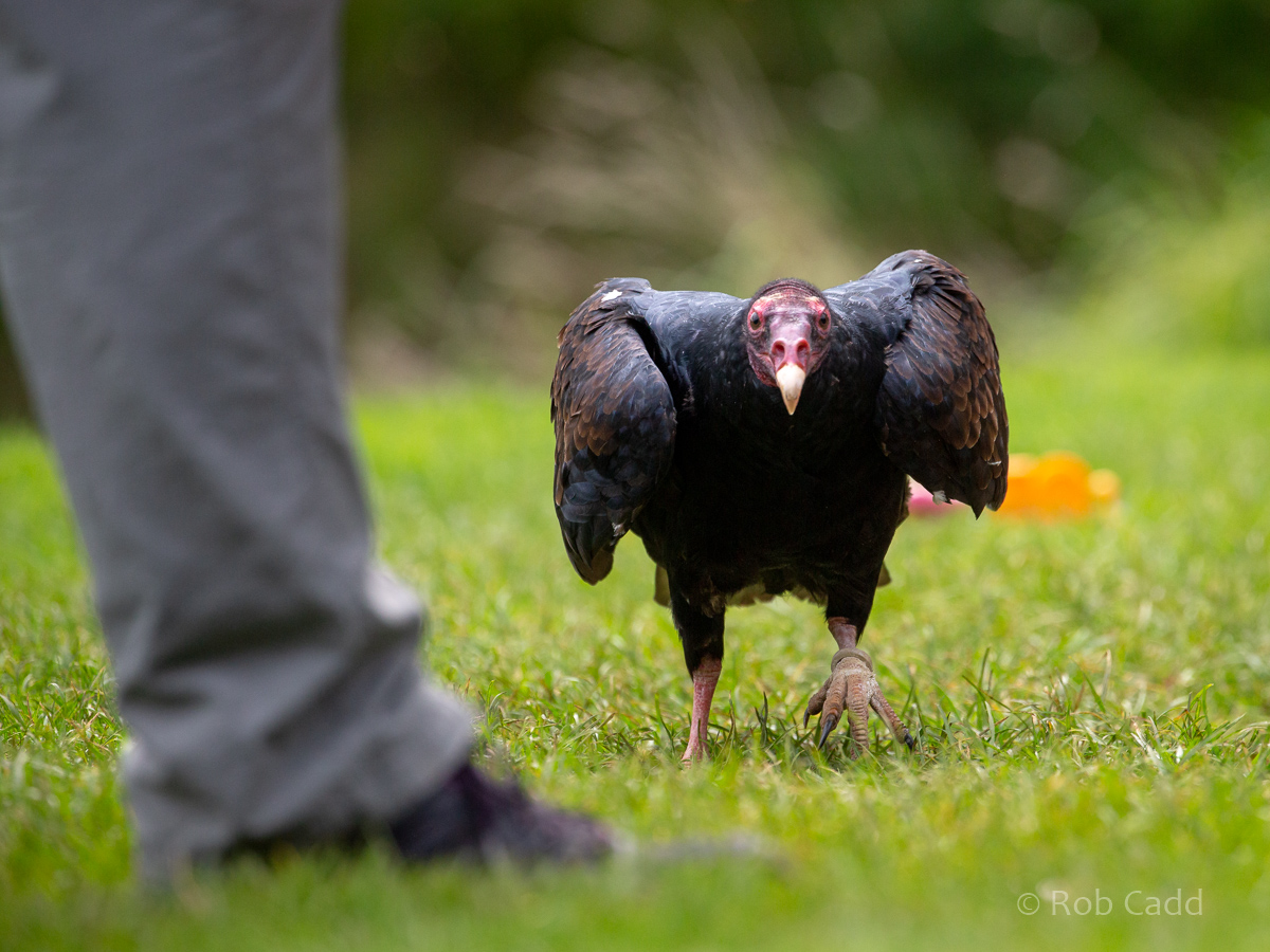 Turkey vulture : Cotswold Falconry Centre : 04 Sep 2020