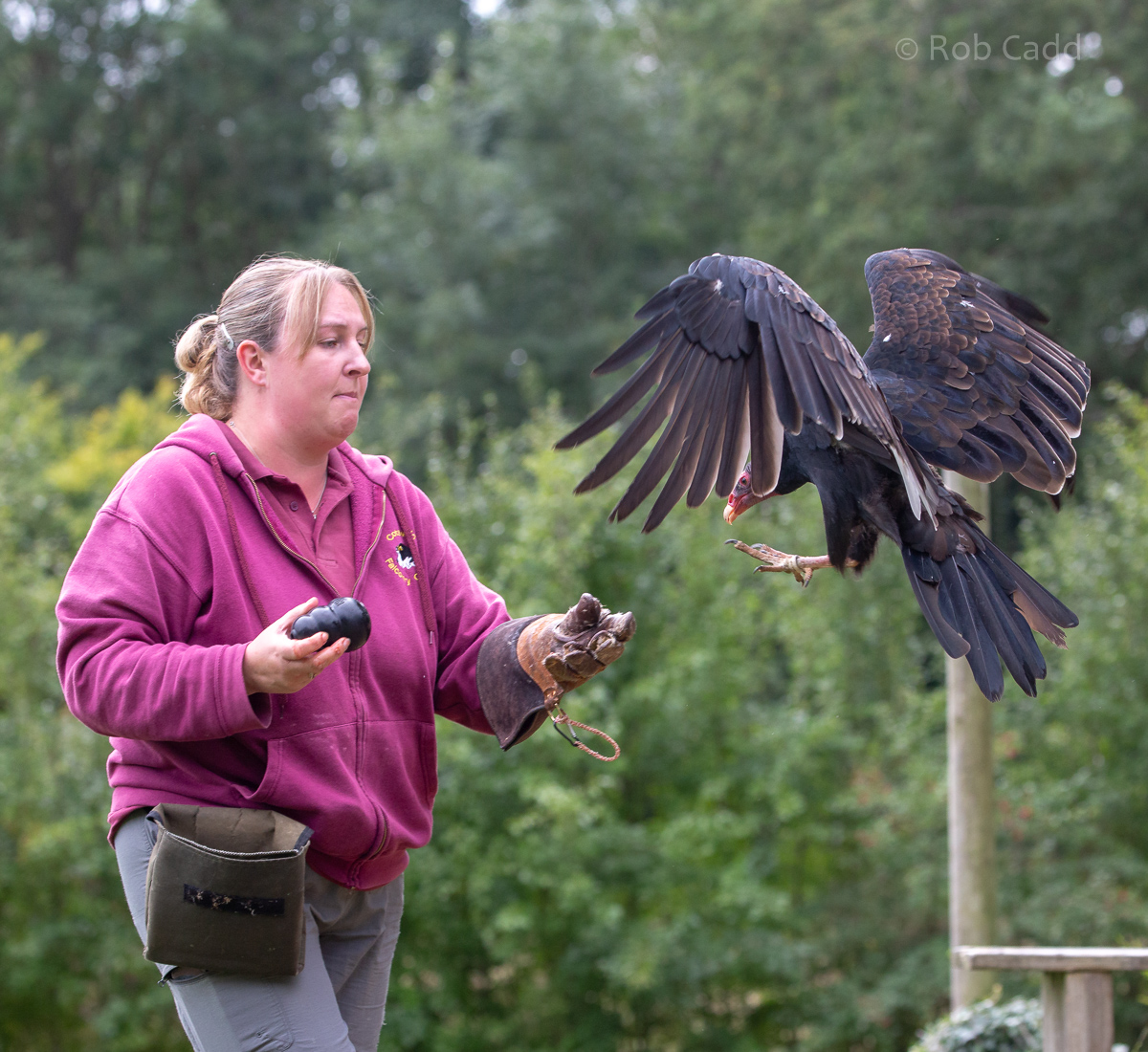 Turkey vulture : Cotswold Falconry Centre : 04 Sep 2020