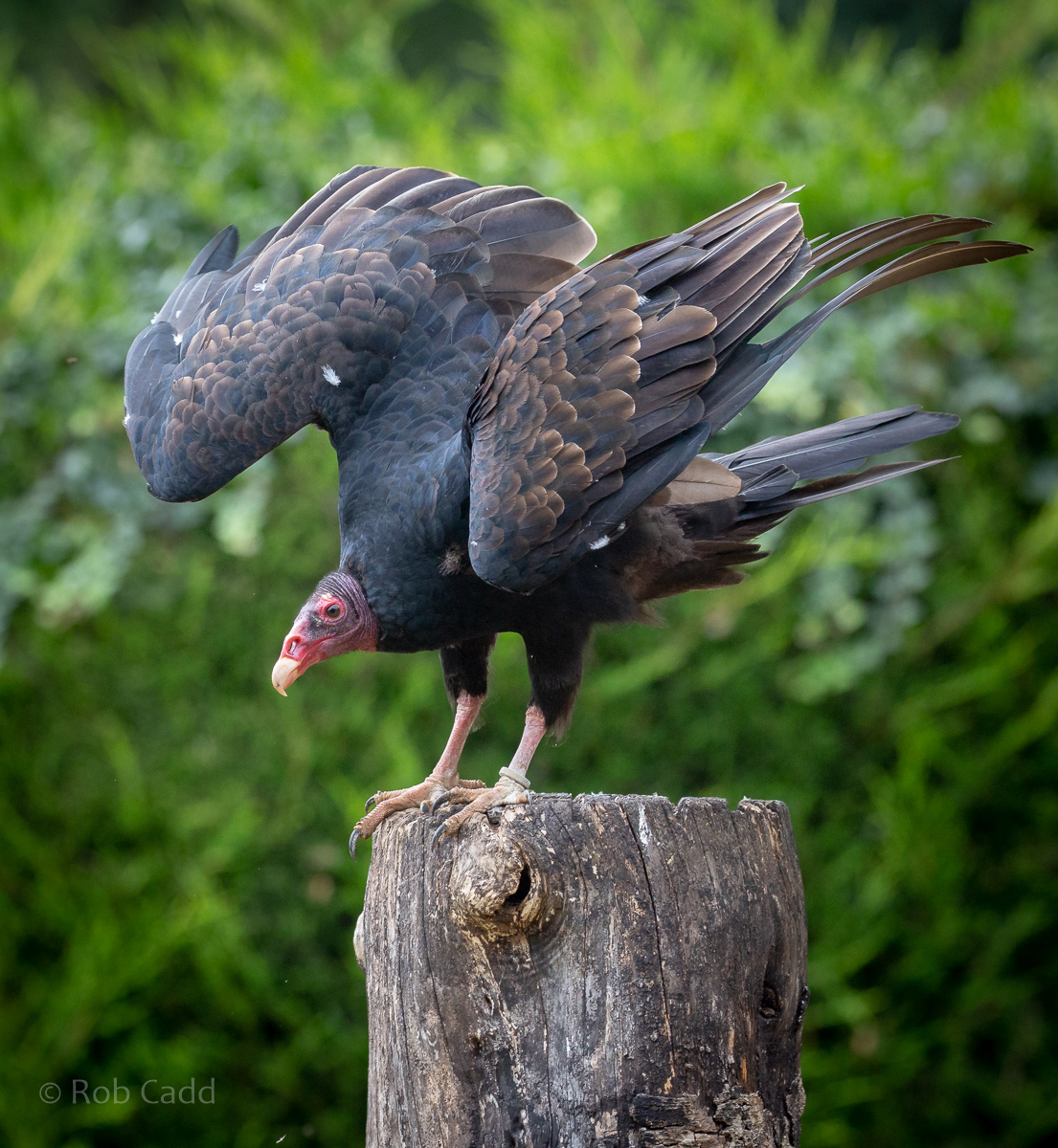Turkey vulture : Cotswold Falconry Centre : 04 Sep 2020