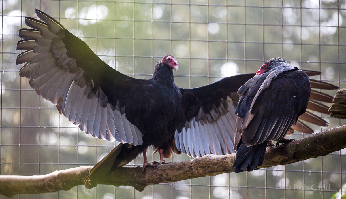 Turkey vulture : Cotswold WP : 11 Mar 2016