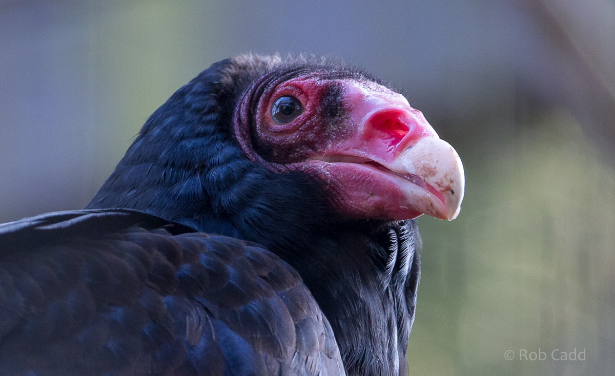 Turkey vulture : Cotswold WP : 11 Mar 2016