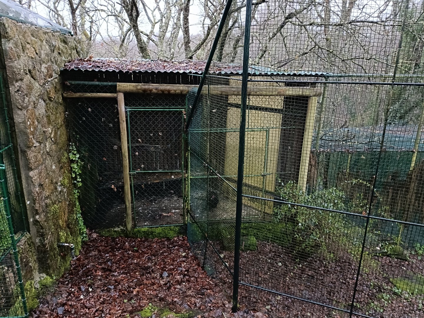 Turkey vulture exhibit - Avifauna Lugo